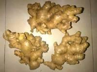 Fresh Ginger - Washed for sale