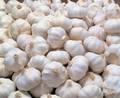 Fresh Pure White Garlic for urgent shipment