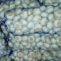 Fresh Pure White Garlic with best prices for sale