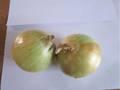 Fresh Brown/Yellow Onions for sale