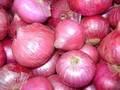 Fresh Red, Yellow and White Onion for sale with good prices