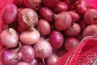 Fresh Yellow and Red Onion 2016 products for sale