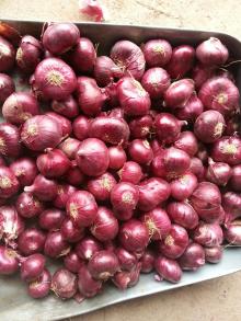  ROSE   ONION 