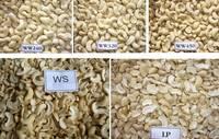 Tanzania Raw Cashew Nuts Cashew Nuts in Shell