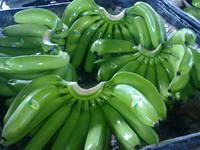 Quality Fresh Green Cavendish Banana for Sale