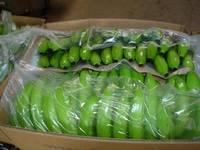 Premium quality Fresh Green Cavendish Banana for Sale