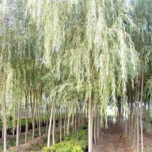 White willow Extract