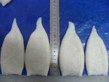 Frozen squid tubes