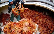 Red King Crab
