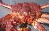 Whole Live WHOLE KING CRAB