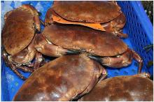 Good quality Frozen Blue Swimming crab for sale