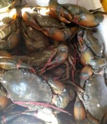 Live Mud Crab (Male, Female, Eggs)