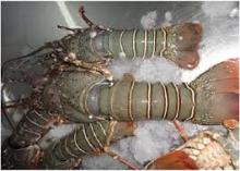 slipper lobster price