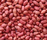Peanut, Groundnuts, Peanut in Shell, White and Red Peanut