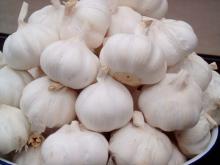 Fresh Garlics