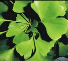 GMP certification,Ginkgo biloba Extract