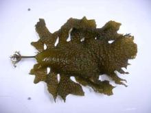  Brown  Alga Ectract, Brown  Seaweed Extract