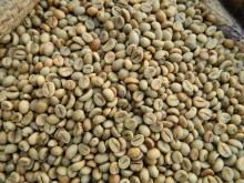 Vietnam  robusta   green   coffee   beans 