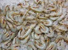 Black Tiger Shrimp, Prawn, White Shrimp.