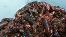 American  lobster ,  rock   lobster , spiny  lobster , and red  lobster 