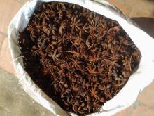 DRIED WHOLE STAR ANISEED - STEM LESS