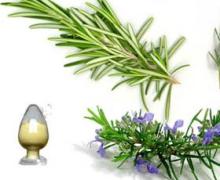 GMP certification,Rosemary extract