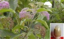 GMP certification.Callicarpa nudiflora Extract