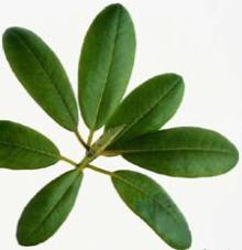 GMP certification, Loquat  Leaf  Extract 