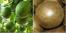 GMP certification Fructus Momordicae Extract