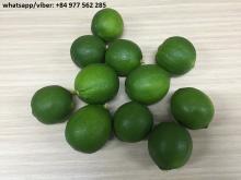 FRESH SEEDLESS LIME