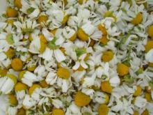 chamomile flower