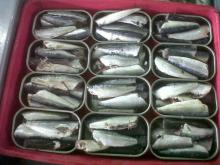 CANNED  SARDINE  IN  OIL   125G 