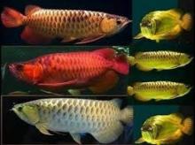 RED GOLDEN AROWANA FISH