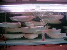 AROWANA FISH