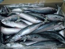 Fresh frozen Hake  whole   fish 