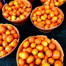 fresh  Kumquat 