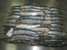 Frozen mackerel HG(T),mahi mahi fillets, Cut   Octopus -Poulp Squid,illex squid w/rMACKEREL SCOMBER JAPO