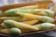 BEST DEAL FOR  IQF   BABY   CORN   CUT S