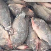 Frozen Tilapia Fish, Frozen Bonito Fish, Frozen Sardine Fish, Frozen Tilapia Fish for sale