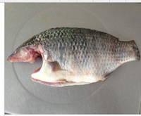 Frozen IQF Whole Tilapia Fish and Tilapia Fillet for Sale at best prices