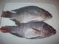 Frozen Whole Round Black Tilapia/Tilapia Nilotica Fish for sale