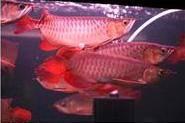 Tropical Asian Golden Quality Red Arowana Fish