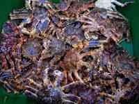 Grade A Fresh  Live   Lobsters  for sale