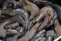 Live Green Lobsters, Live Lobsters Tail, Live King Crab