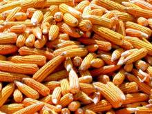 corn
