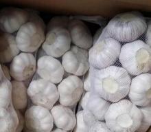 Fresh white garlic