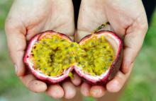  FRESH   PASSION   FRUIT S/VIETNAM  PASSION   FRUIT S