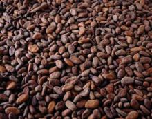  cocoa   seed s