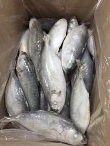 frozen big eye scad