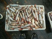 frozen black squid whole round